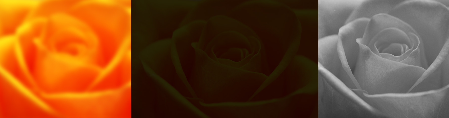 roses header image